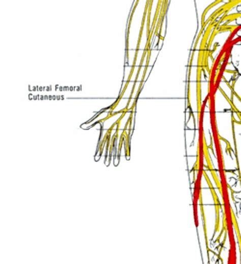 Low back pain (lbp) is encountered frequently in clinical practice. The nerve "Lateral Femoral Cutaneous" | Therapy ...
