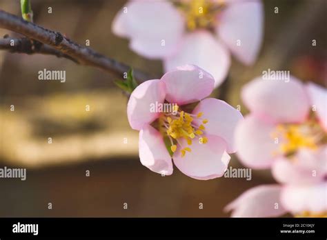 Almond Tree Blossoms In Spring Stock Photo Alamy