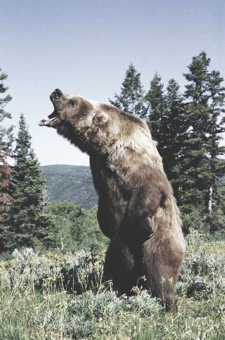799 Best Grizzly Bears Images On Pinterest