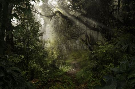 Deep Tropical Jungle In Darkness Stock Photo Image Of Mystery Dark