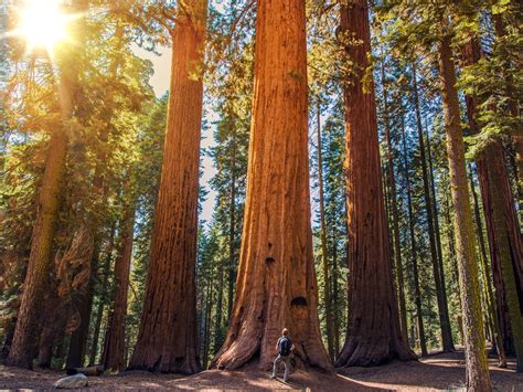 Sequoia And Kings Canyon National Park Rv Destination