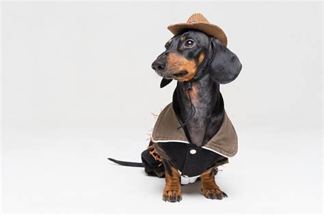 Cute Dachshund Dog With Cowboy Costume And Wearing Western Hat Isolated On Gray Background Stock