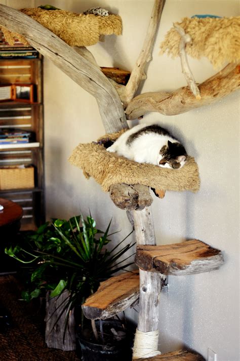 Cat House Indoor Diy Lavelle Alligood