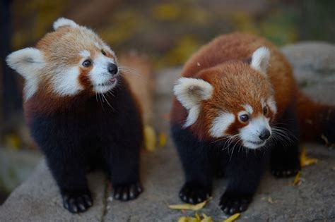 Two 6 Month Old Red Panda Cubs Cute Baby Animals Red Panda Red