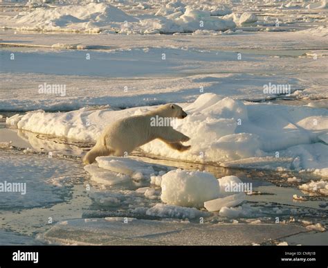 Polar Bear Ursus Maritimus Jumping On Ice Floe Norway Svalbard