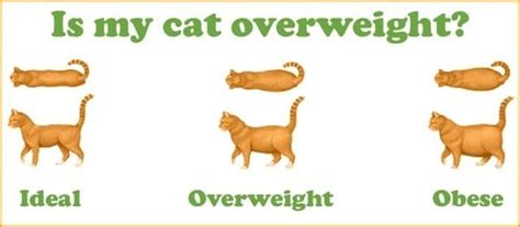 Overweight Cats The Shocking Truth Expert Tips And Advice