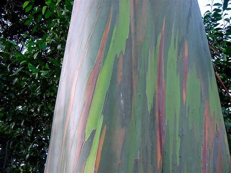 20 Rainbow Eucalyptus Seeds Colourful Bonsai Eucalyptus Deglupta