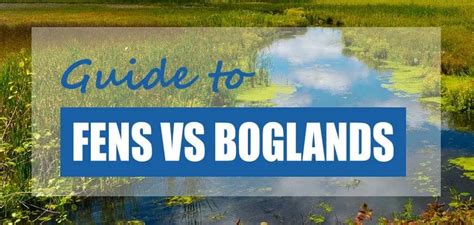 What Is A Bog Definition Benefits And Facts