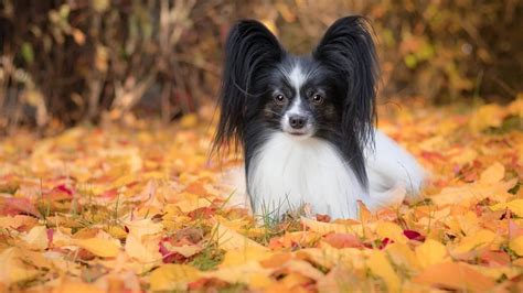 Papillon Haircuts Photos Of Haircut Styles Plus Tips For Bathing