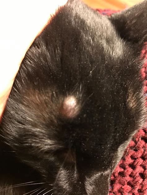 Cutaneous Masses In Cats Lumps Bumps On Cats Petcoach The Best Porn