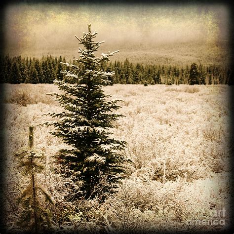 Christmas Tree In A Pine Tree Forest In A Snow Covered