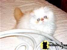 Known for their increadable disposition, their love for play and their desire for companionship, they are the best. Himalayan Kittens for sale in Florida