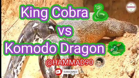 Battle Of King Cobra Vs Komodo Dragon Youtube