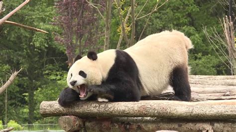 Jiuzhaigou Panda Park Opens In Southwest China Youtube