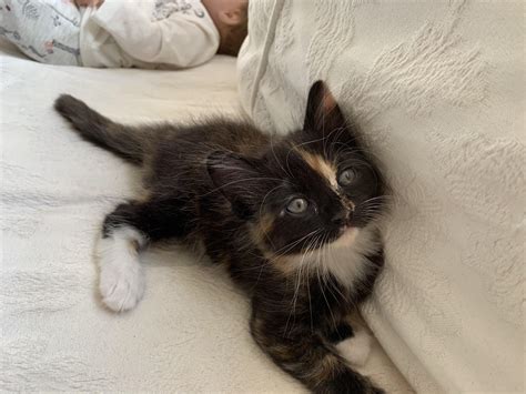 Beautiful Litter Of Half Bengal Tabby Kittens 🥇 Posot Class