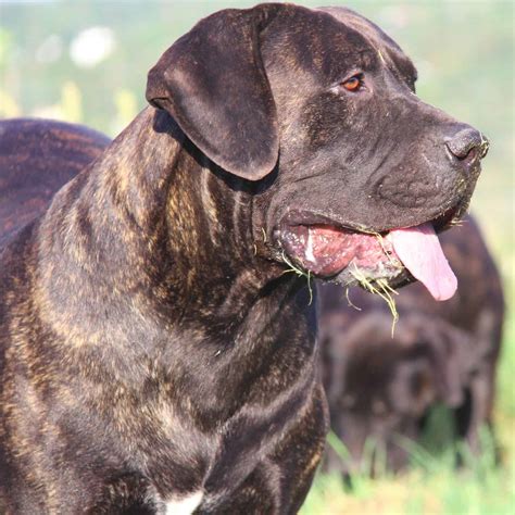 His fur coat is super thick and fluffy, without defects. Boerboel Puppies For Sale | Mascot Millenium Breeder