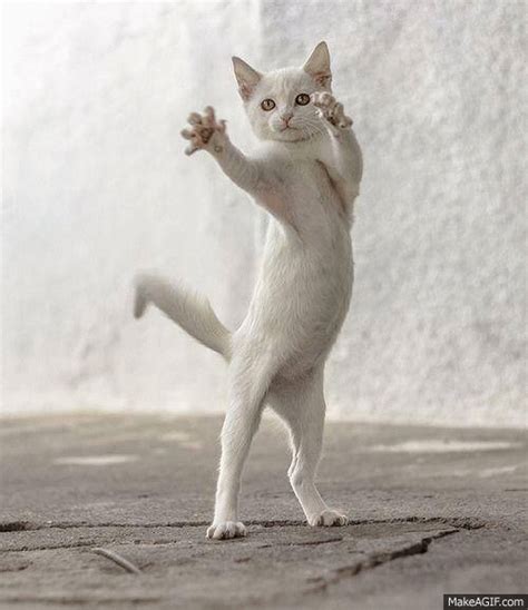 Funny Dancing Cat 