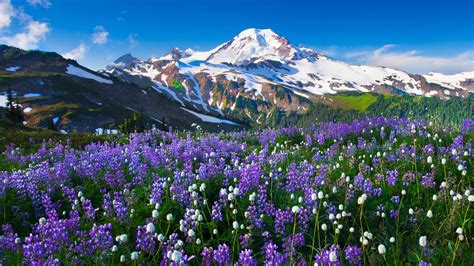 Mountain Flowers Snow Landscape Wallpapers Hd Desktop