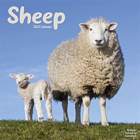 Sheep Calendar 2023 Square Farm Animal Wall Calendar 16 Month
