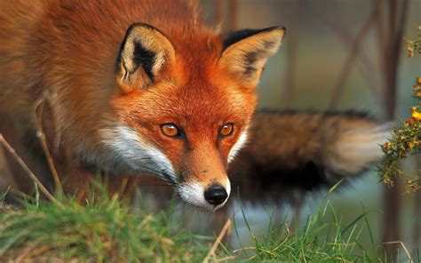We usually use as well at the end of a clause: The meaning and symbolism of the word - «Fox»