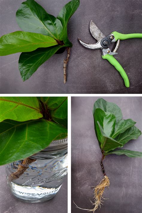 How To Propagate A Fiddle Leaf Fig Tree Fiddle Leaf Fig Tree Fiddle