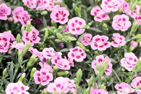 Dianthus Flowers - How to Grow and Care Dianthus Plants - Plantopedia | Dianthus flowers, Plants ...