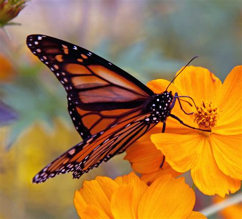 Filemonarch Butterfly 6235522618 Wikimedia Commons