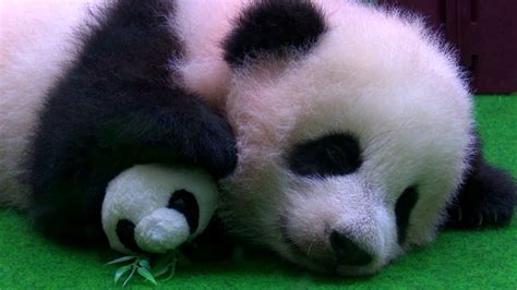 Cute Baby Panda Falls Asleep During Her Public Debut