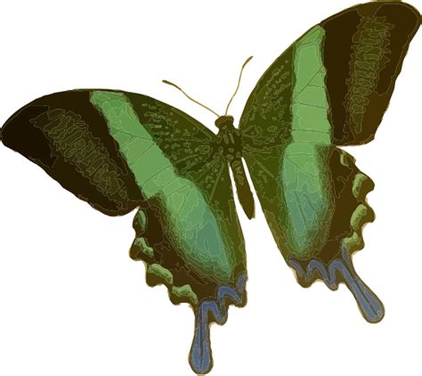 Green Butterfly Clip Art at Clker.com - vector clip art online, royalty png image