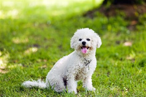 25 Dog Breeds That Dont Shed That Much Dog Breeds Bichon Frise
