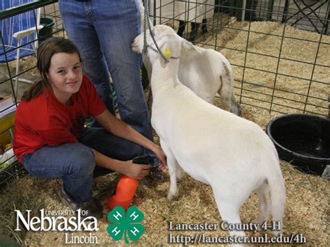4 H And Ffa Sheep Show Photos 2009 Lancaster County Fair Nebraska Extension In Lancaster