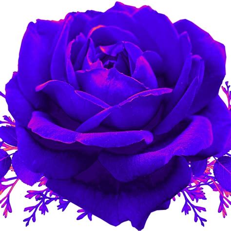 Rose Flower Bloom Free Photo On Pixabay Pixabay
