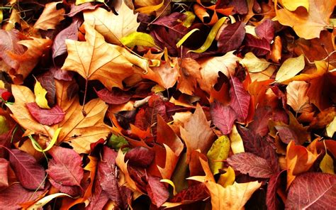 1920x1200 Wallpaper Leaves Autumn Fallen Welcome September Hello