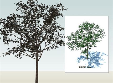 Sketchup 3d Trees Collection 1 By Sketchup Texture 53