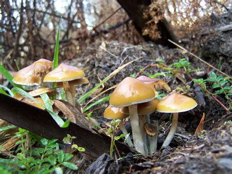 Trip Into Therapeutic Potential Of Australias Native Magic Mushrooms