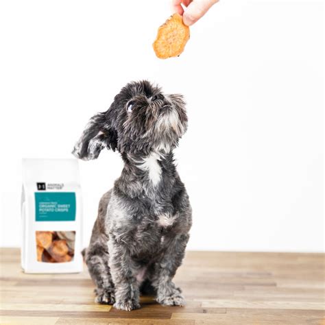 How to Pamper Your Dog in a Healthy Way | Animals Matter - Animals