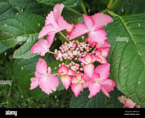 Hydrangea Flower Head Pink Bracts Flowers Opening Stock Photo Alamy