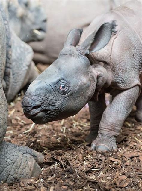 With The Birth Of An Indian Rhino Zoo Basel Tries A New Approach