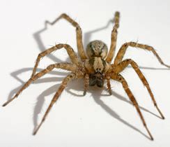 9420 balm riverview rd ruskin, riverview, fl 33569. Biting Stinging Insects Pest Control services | Alley Cat ...