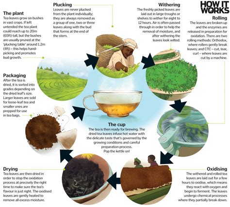 Where Does Tea Come From How It Works