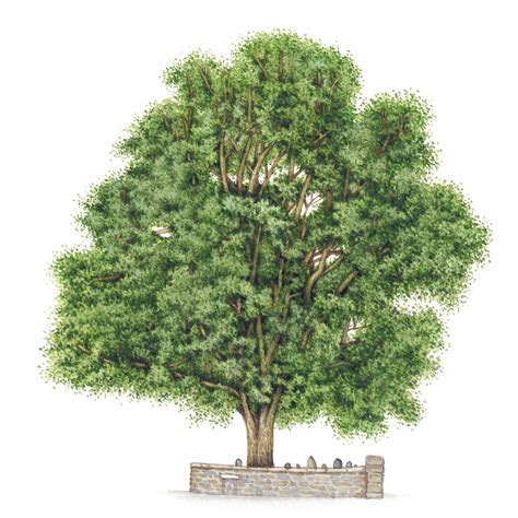 Sycamore Acer Pseudoplatanus Tree Lizzie Harper