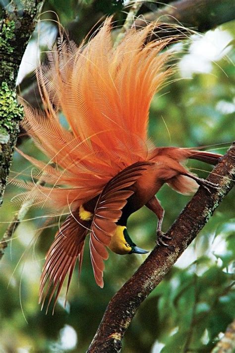 Raggiana Bird Of Paradise 31 National Geographic Birds In The