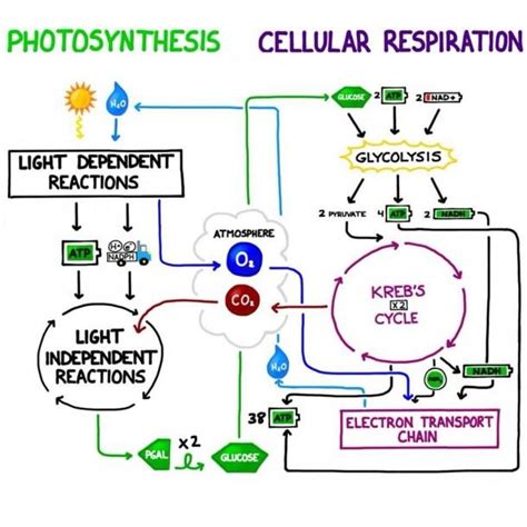 We did not find results for: Cellular Respiration Diagram | Photosynthesis and cellular ...