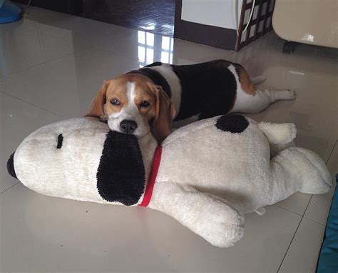 Pin On Beagles Snoopy