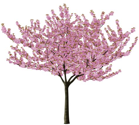 Pink Tree Png png image