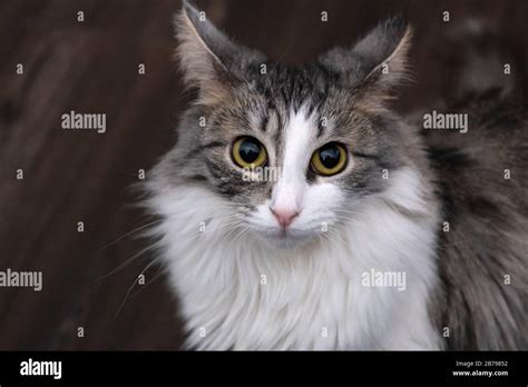 top 48 image domestic long haired cat vn
