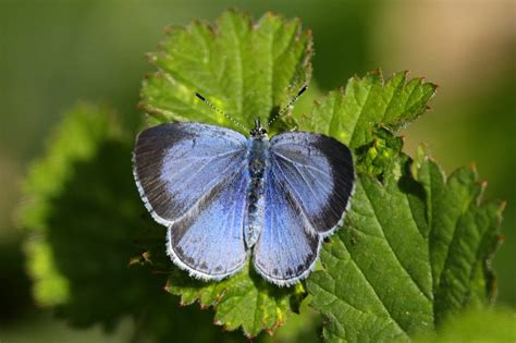 Holly Blue Winterborne Clenston Dorset Butterflies