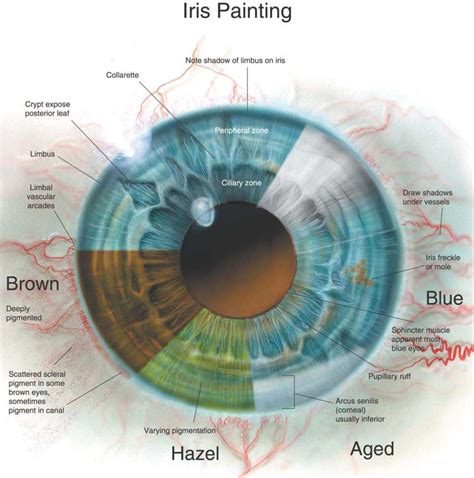 Online Guide Anatomy Of The Iris Pfd Download Human Body Anatomy 3d