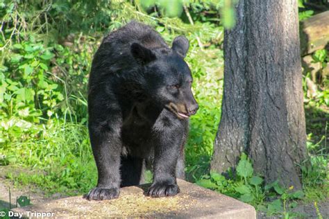 The Vince Shute Wildlife Sanctuary In Orr Mn Bears In The Wild