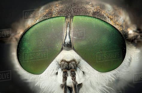 Close Up Of A March Fly Eyes Tabanidae Queenslandaustralia Stock